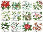 (image for) Christmas Botanical Ornaments